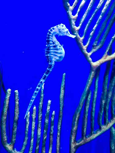 memphis blue seahorse animal